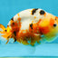 AAA Grade Tricolor Milk Cow Ranchu Female 5 inches #101025RC_15