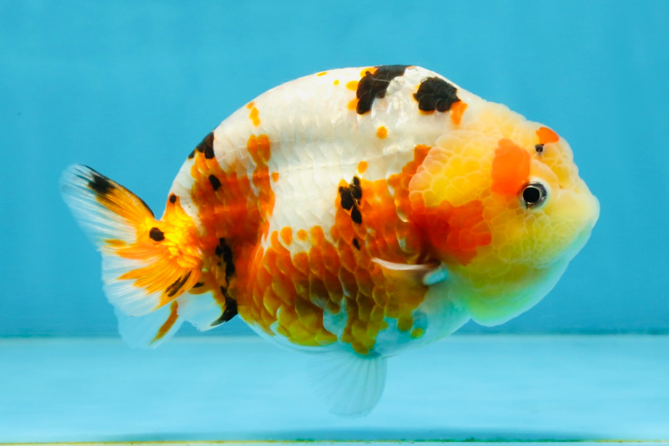 AAA Grade Tricolor Milk Cow Ranchu Female 5 inches #101025RC_15