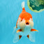 SUPER WEN A Grade Red White Oranda Female 7.5 inches #040326OR_23