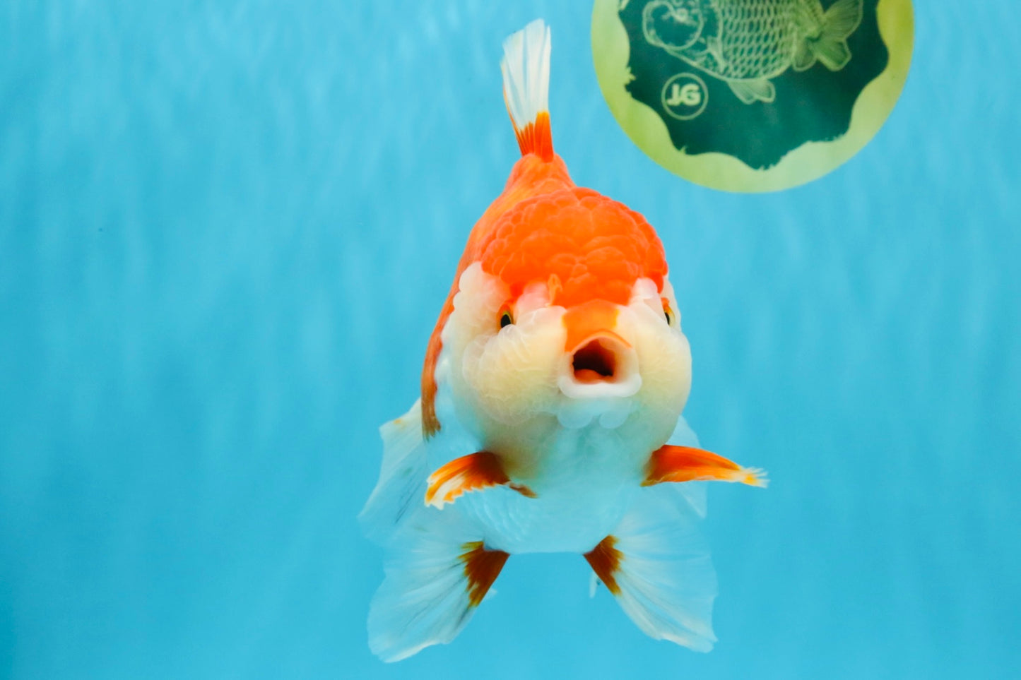 SUPER WEN A Grade Red White Oranda Female 7.5 inches #040326OR_23