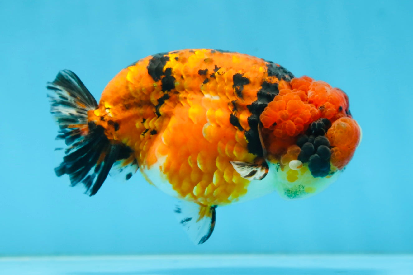 AAA Grade ADORABLE Tiger LionQueen 5 inches #082925LC_01