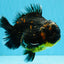 AAA Grade Dark Tiger Yuanbao Male 6-6.5 inches #041026YB_29