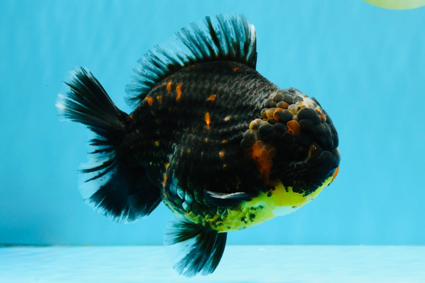 AAA Grade Dark Tiger Yuanbao Male 6-6.5 inches #041026YB_29