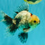 A Grade Marble Oranda Male 6.5-7 inches #072426OR_09