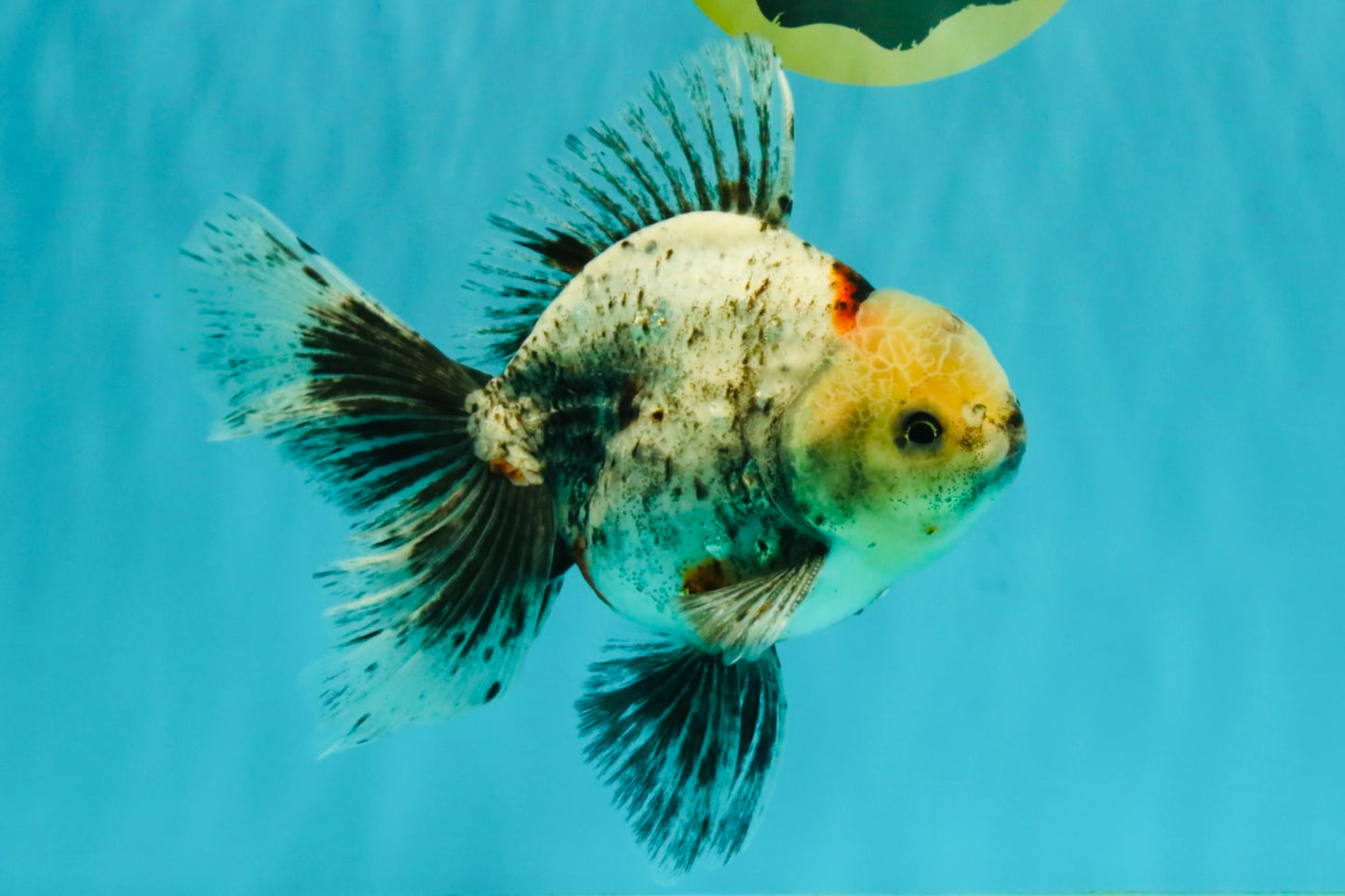 A Grade Marble Oranda Male 6.5-7 inches #072426OR_09