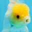 A Grade Lemonhead Oranda Male 5-5.5 inches #091925OR_03