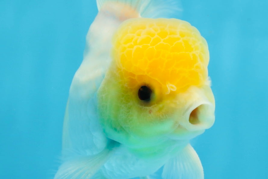 A Grade Lemonhead Oranda Male 5-5.5 inches #091925OR_03
