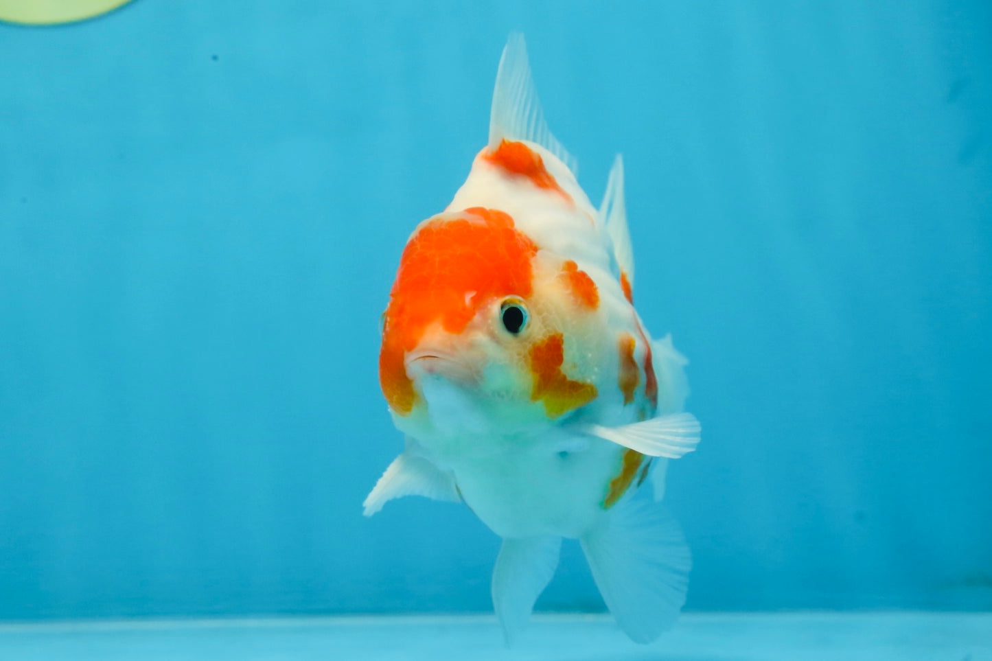 A Grade Young Godzilla Kohaku Sakura Yuanbao Male 4.5 inches #101725YB_28