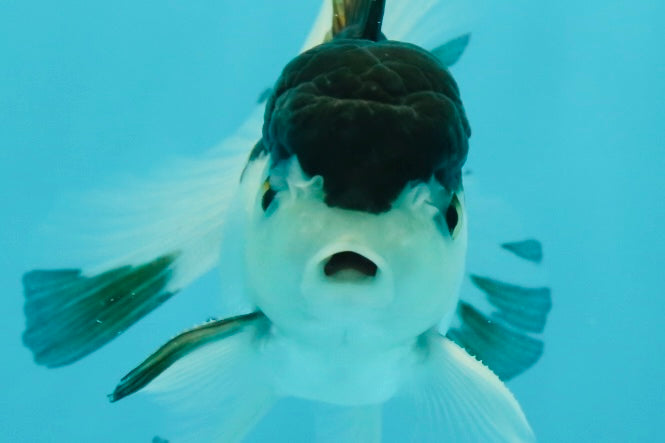 Panda Oranda Male 3.5 inches #1011OR_28