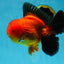 AAA Grade Godzilla Apache Oranda Male 5.5 inches #052325OR_01