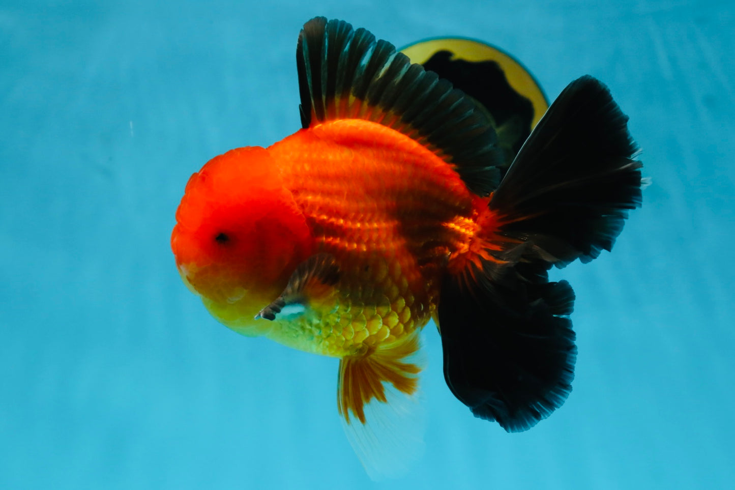 AAA Grade Godzilla Apache Oranda Male 5.5 inches #052325OR_01