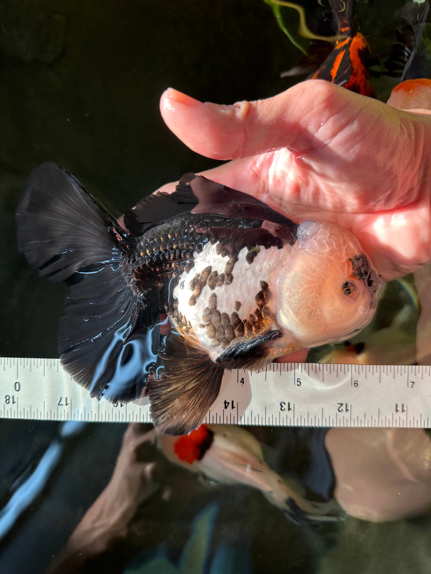 AAA Grade Giant Generation Panda Oranda Male 6.5 inches #102524OR_07