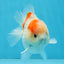 ADORABLE A Grade Sakura Yuanbao Male 4 inches #110725YB_10