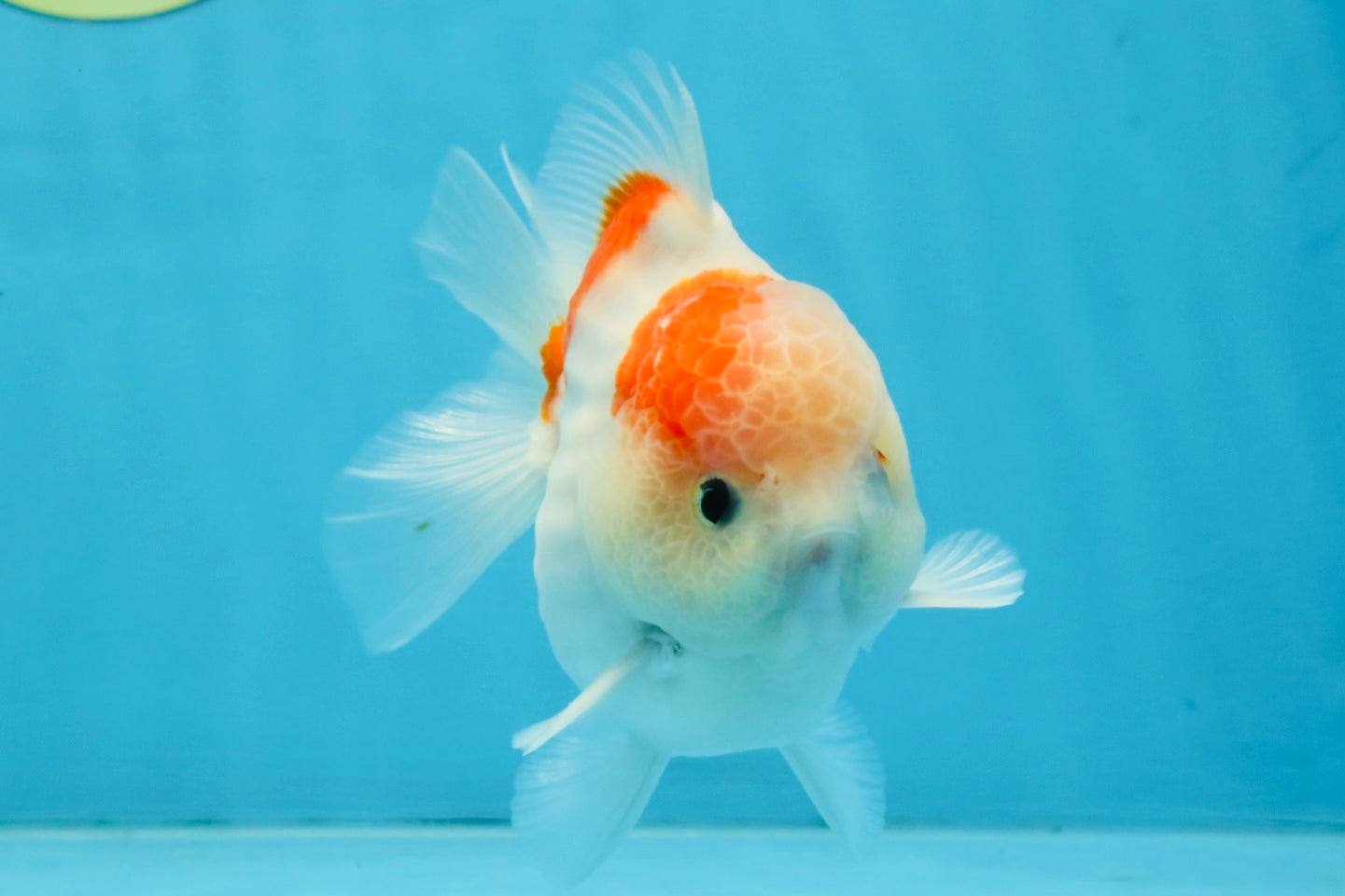 ADORABLE A Grade Sakura Yuanbao Male 4 inches #110725YB_10