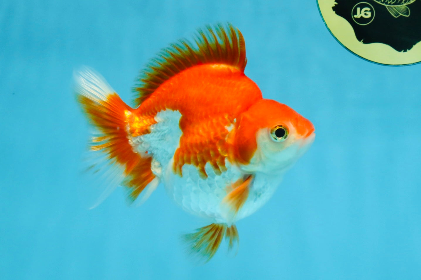 A Grade Red White Ryukin Male 4.5 inches #111425RK_11