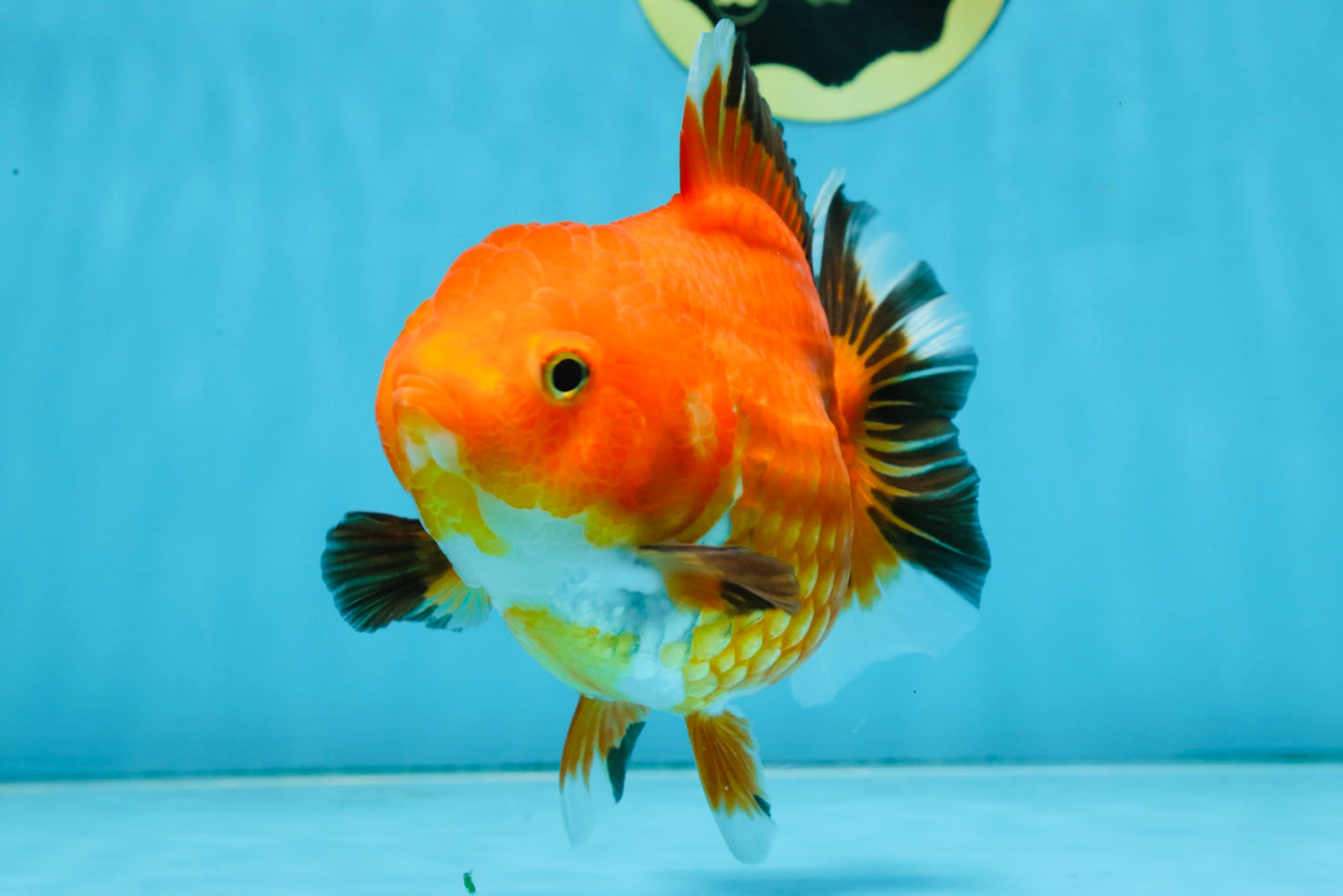 NEMO Apache Yuanbao Female 5-5.5 inches #091925YB_18