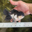 Panda Oranda Male 5 inches #091225OR_25