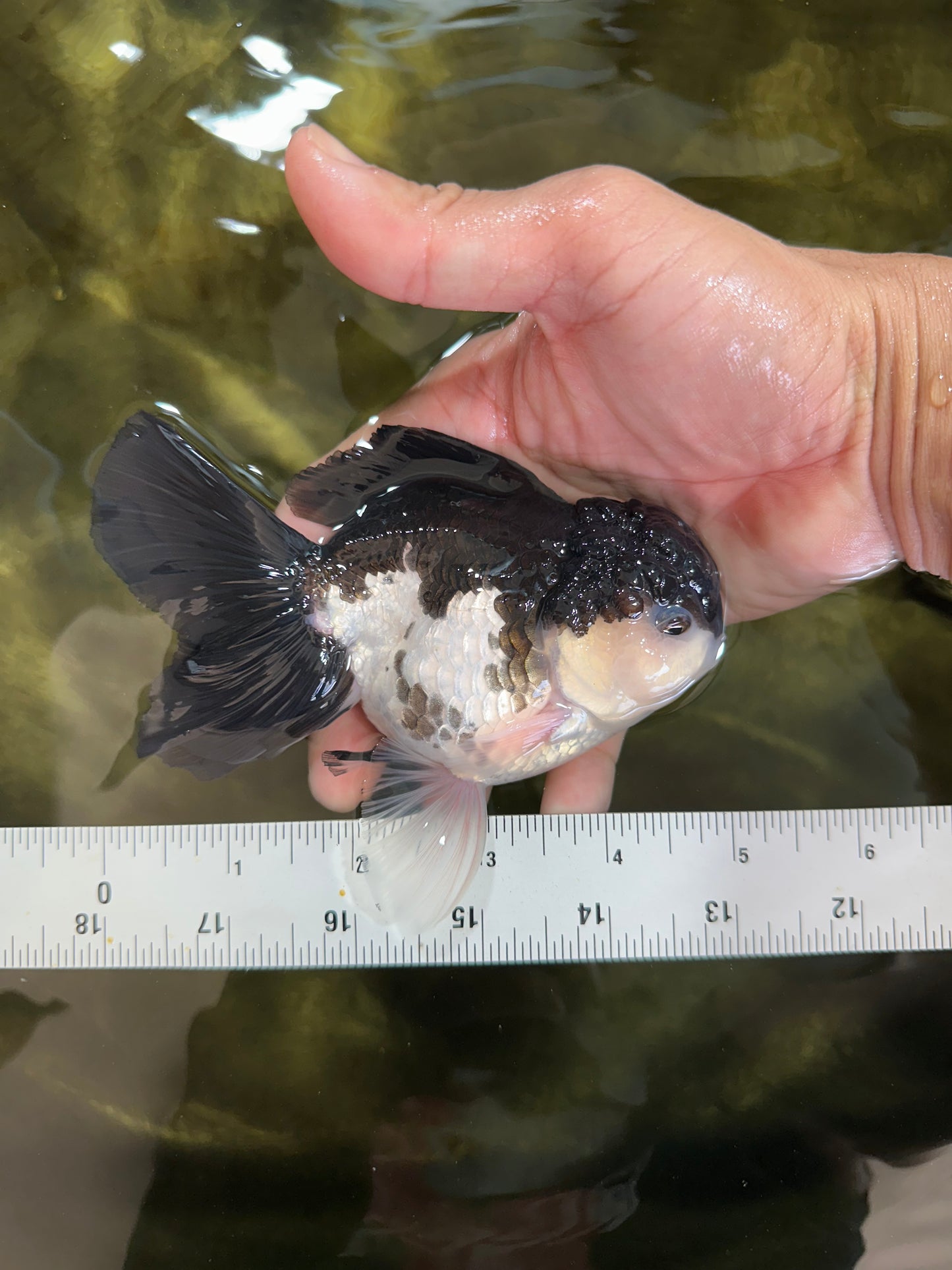 Panda Oranda Male 5 inches #091225OR_25