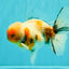 AAA Grade Calico Oranda Male 6-6.5 inches #070626OR_18