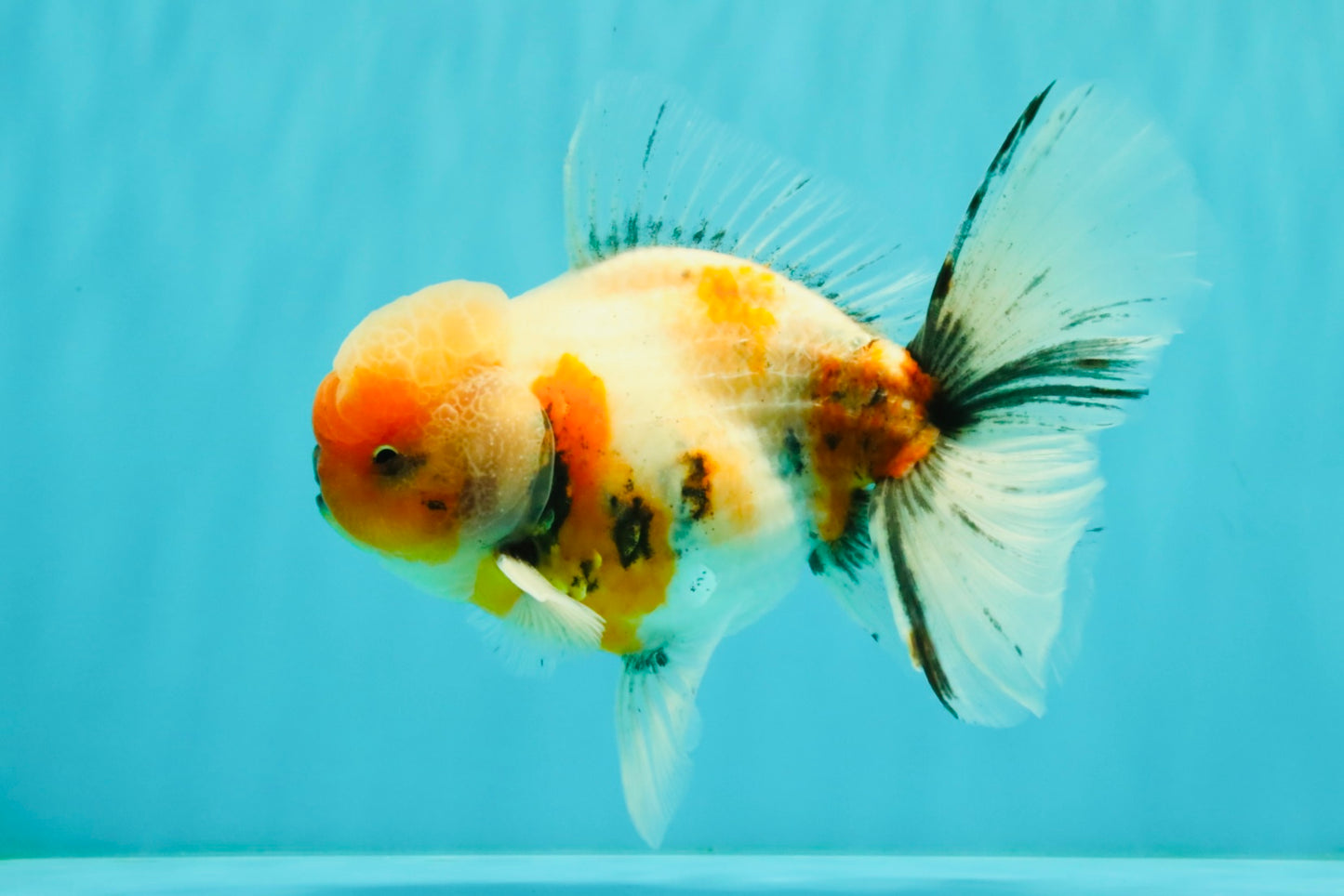 AAA Grade Calico Oranda Male 6-6.5 inches #070626OR_18