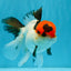 Tricolor Oranda Male 5-5.5 inches #041026OR_12