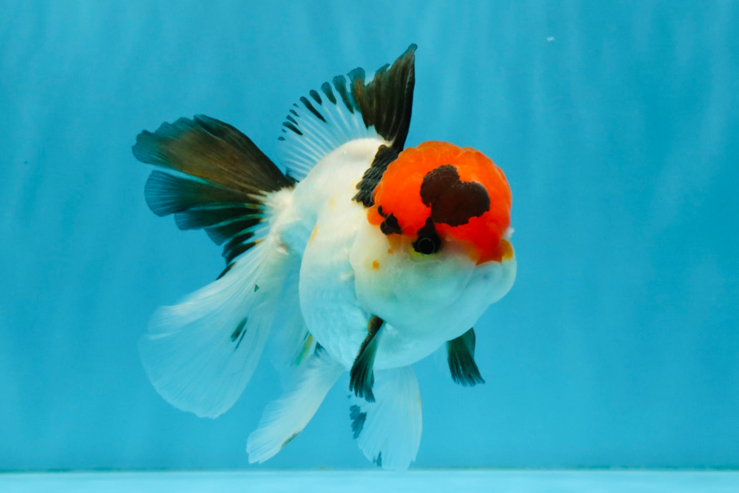 Tricolor Oranda Male 5-5.5 inches #041026OR_12