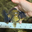 A Grade Black Yuanbao Female 4.5-5 inches #101626YB_36
