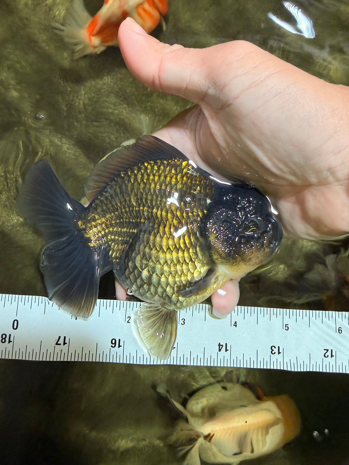 A Grade Black Yuanbao Female 4.5-5 inches #101626YB_36