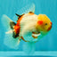 CHUNKY AAA Grade Sakaru Oranda Male 6 inches #092526OR_03