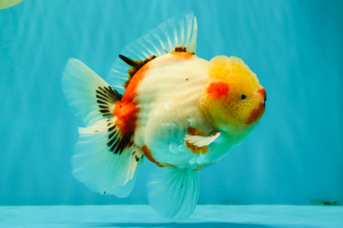 CHUNKY AAA Grade Sakaru Oranda Male 6 inches #092526OR_03