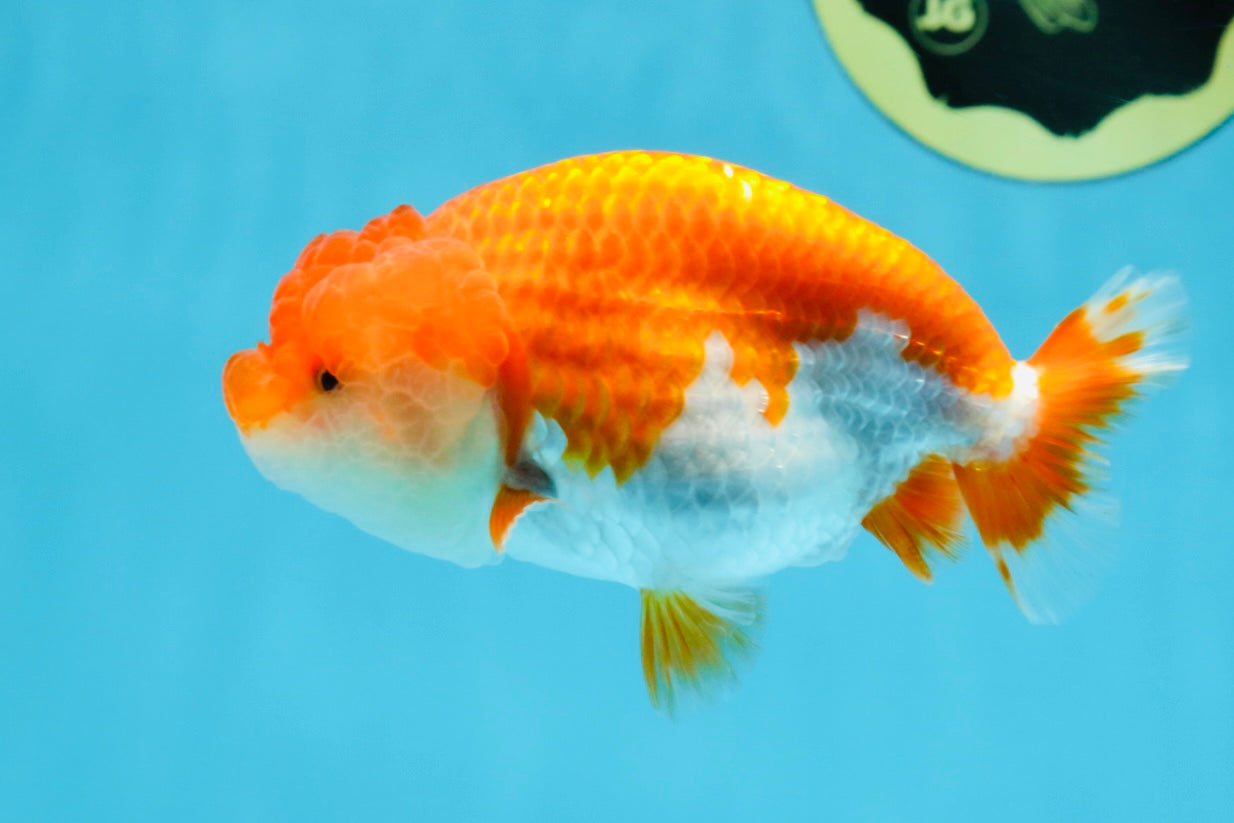 A Grade Red White LionQueen 4-4.5 inches #102425LC_15