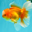 Red White Oranda Male 6 inches #090426OR_11