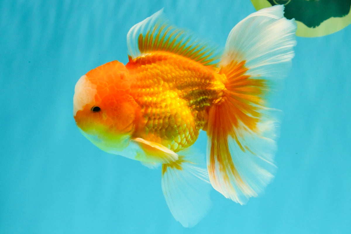 Red White Oranda Male 6 inches #090426OR_11