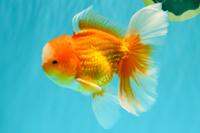 Red White Oranda Male 6 inches #090426OR_11