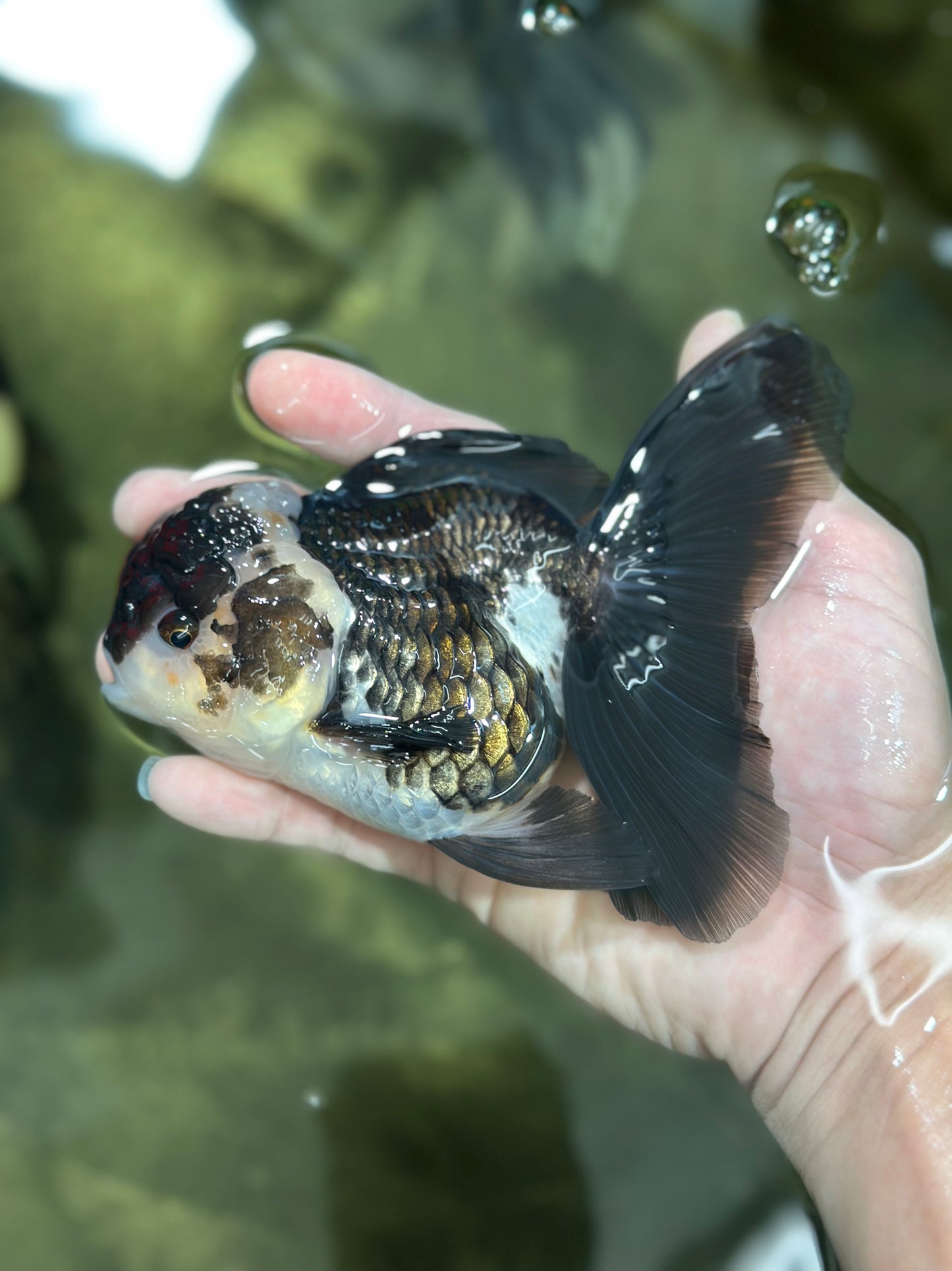 A Grade Adorable Panda Oranda Female 5-5.5 inches #010325OR_06