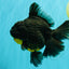 KING KONG AAA Grade Broadtail Dark Kirin Oranda Female 7.5 inches #080726OR_01