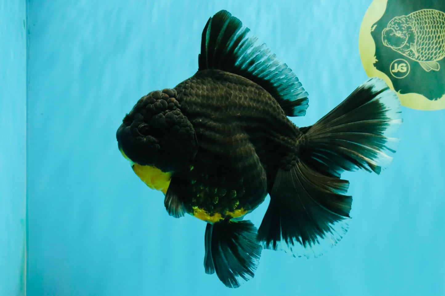 KING KONG AAA Grade Broadtail Dark Kirin Oranda Female 7.5 inches #080726OR_01