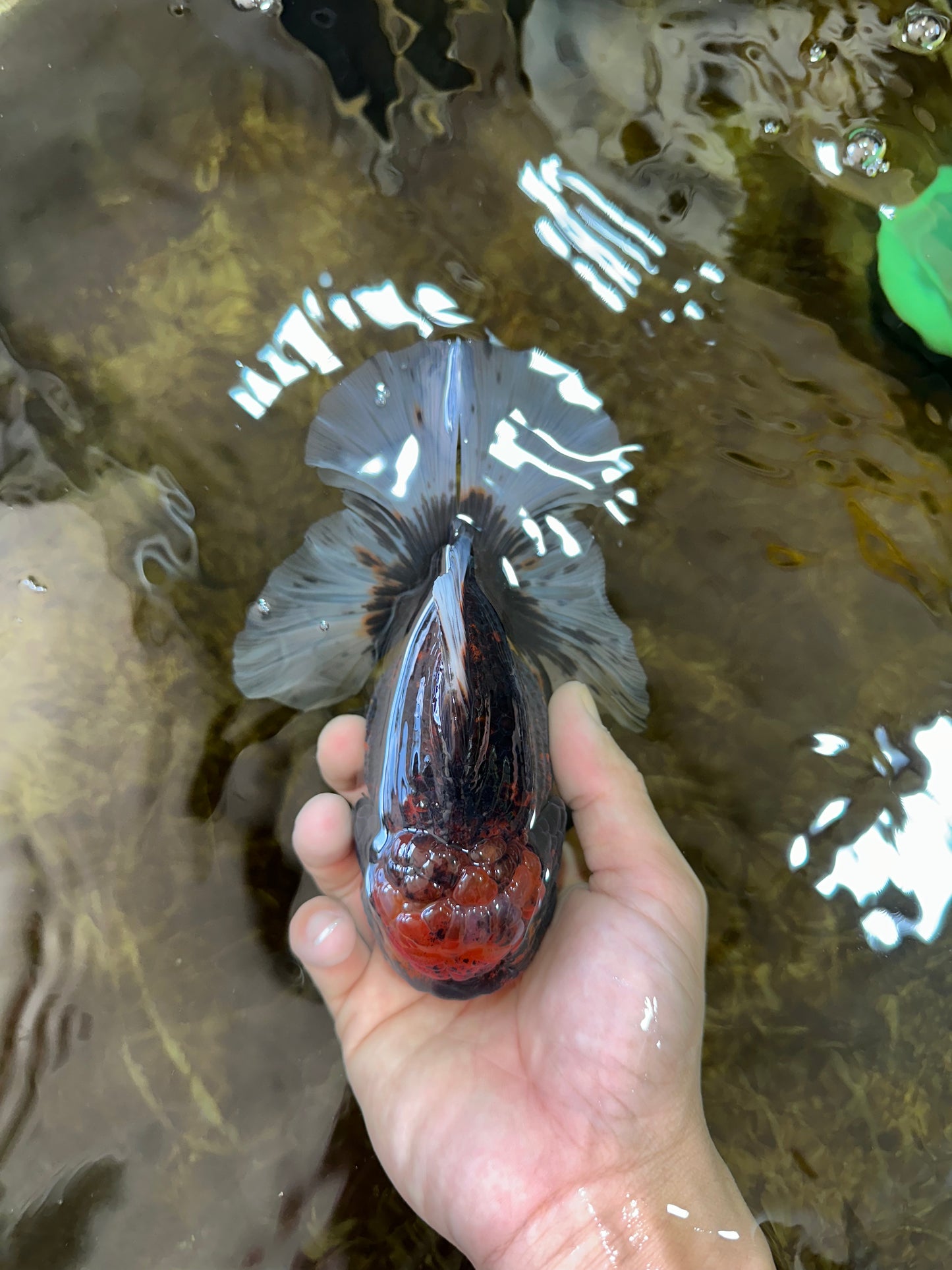 A Grade CHONKY Calico Kirin Oranda Female 6 inches #091225OR_12