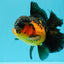 AAA Grade Lava Apache Oranda Male 5.5 inches #032026OR_10