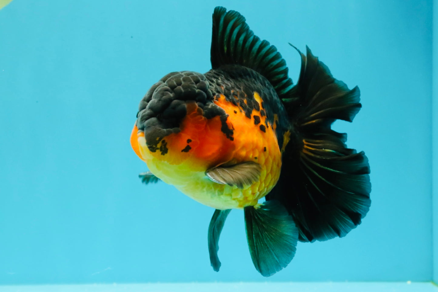 AAA Grade Lava Apache Oranda Male 5.5 inches #032026OR_10