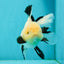 A Grade Fluffy Wen Panda Oranda Female 5-5.5 inches #110824OR_03