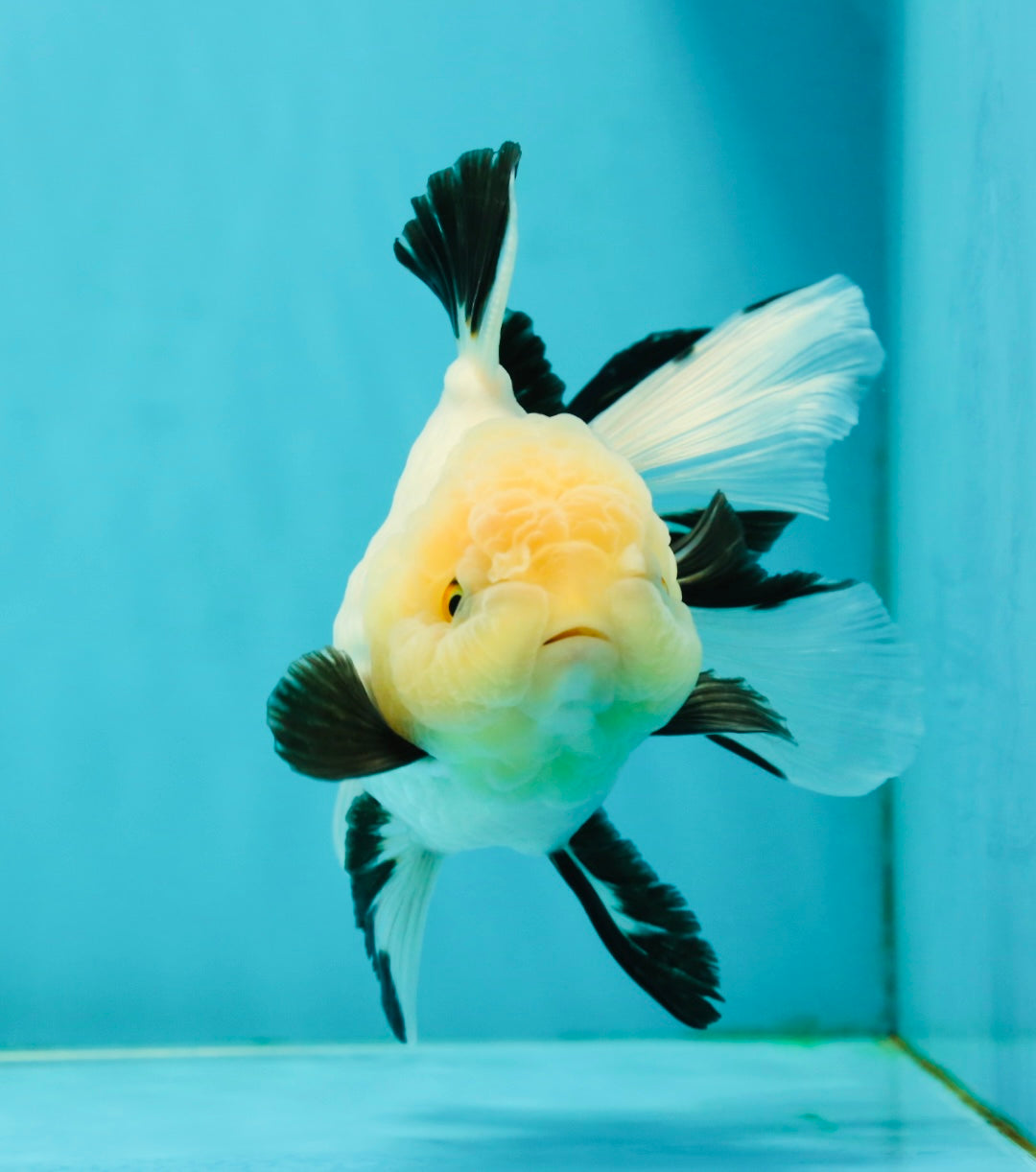 A Grade Fluffy Wen Panda Oranda Female 5-5.5 inches #110824OR_03