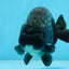 A Grade Black LionKing 5-5.5 inches #070425LC_07