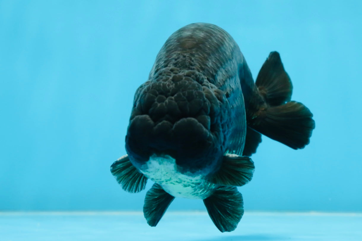 A Grade Black LionKing 5-5.5 inches #070425LC_07