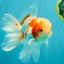 A  Grade Kohaku Red White Oranda Male 5.5-6 inches #082126OR_06