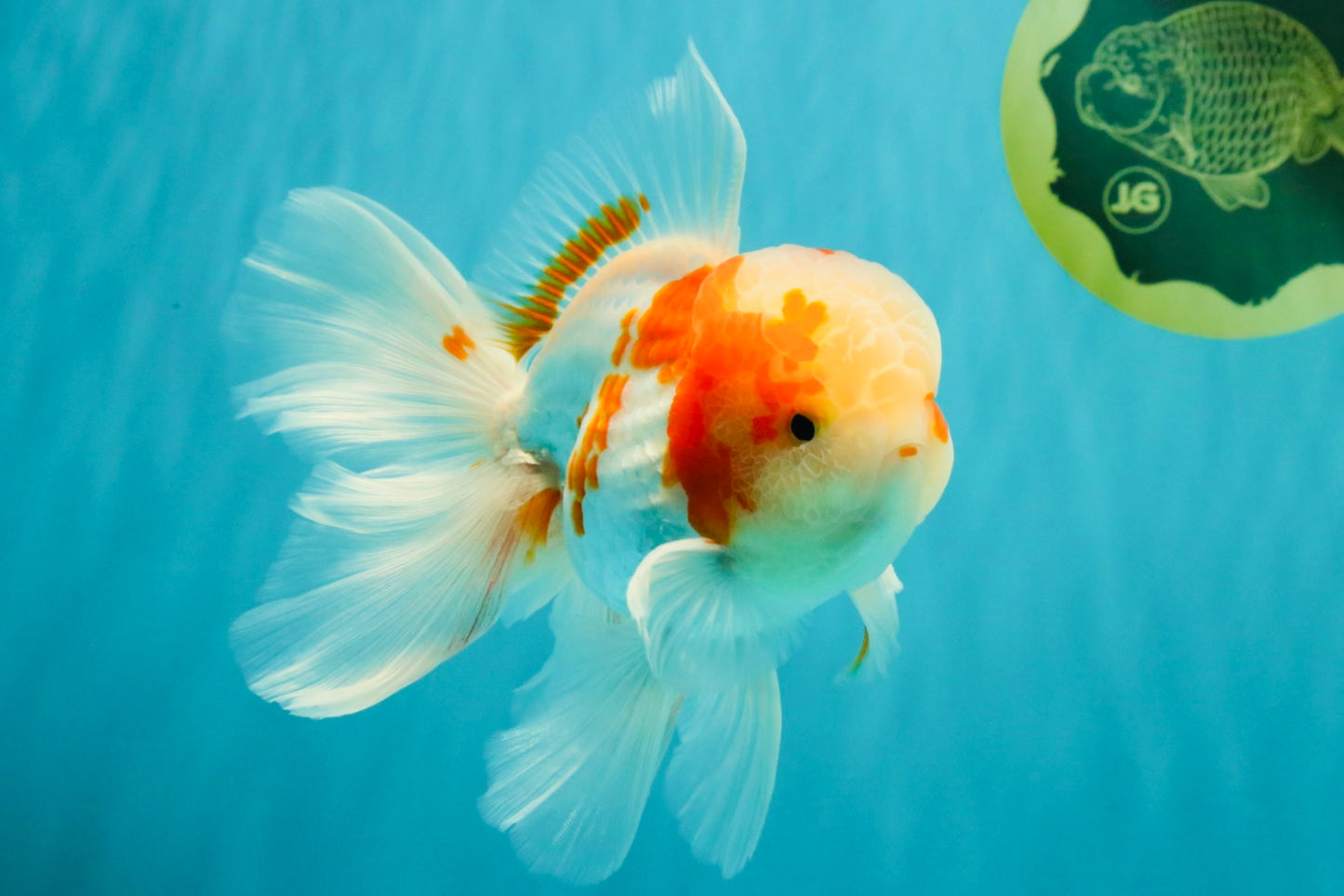 A  Grade Kohaku Red White Oranda Male 5.5-6 inches #082126OR_06