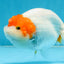 A Grade Chinese Red Head Ranchu Female 4.5 inches #101725RC_13
