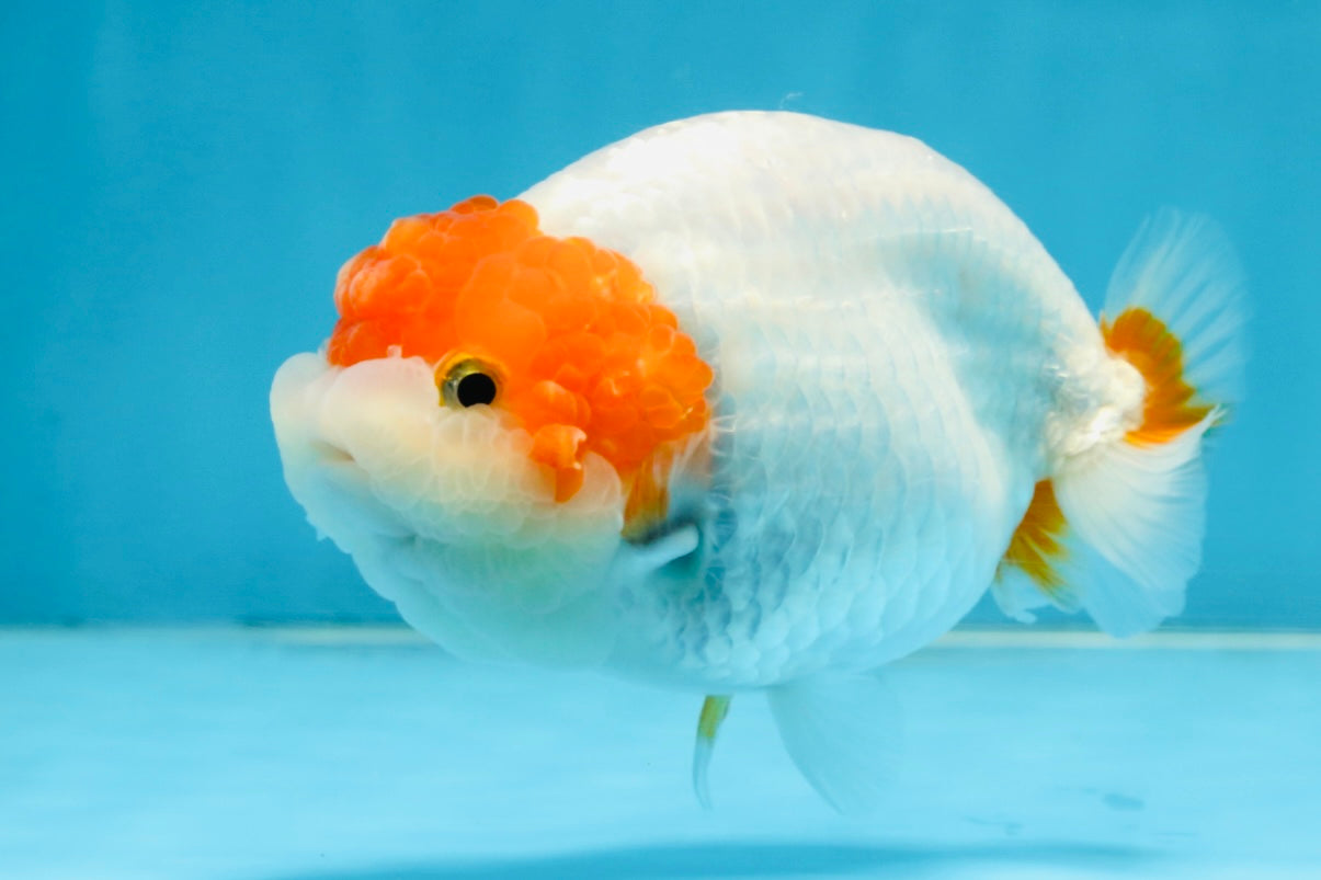 A Grade Chinese Red Head Ranchu Female 4.5 inches #101725RC_13