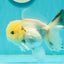 A Grade BULLDOG Lemonhead Oranda Male 4.5-5 inches #1018OR_22