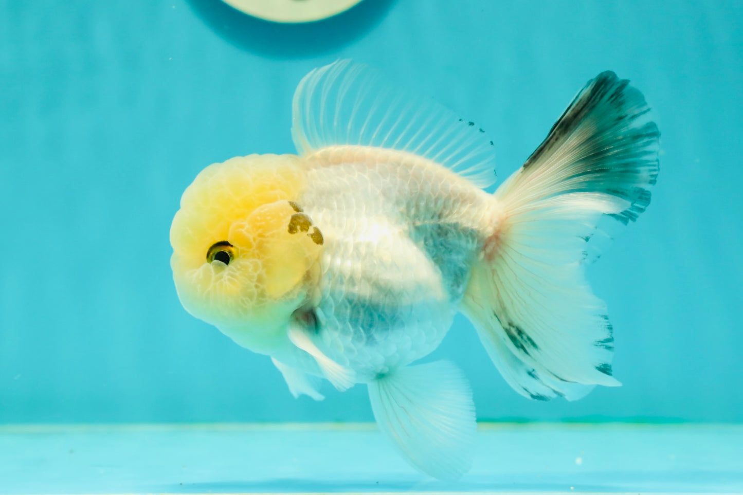 A Grade BULLDOG Lemonhead Oranda Male 4.5-5 inches #1018OR_22